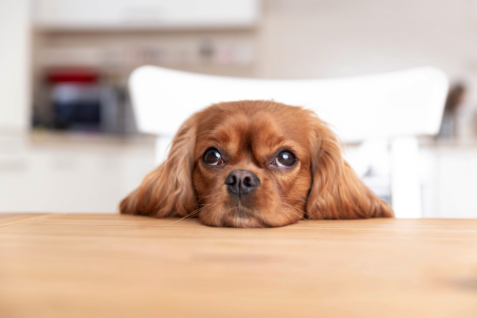 do hookworms cause pain in dogs