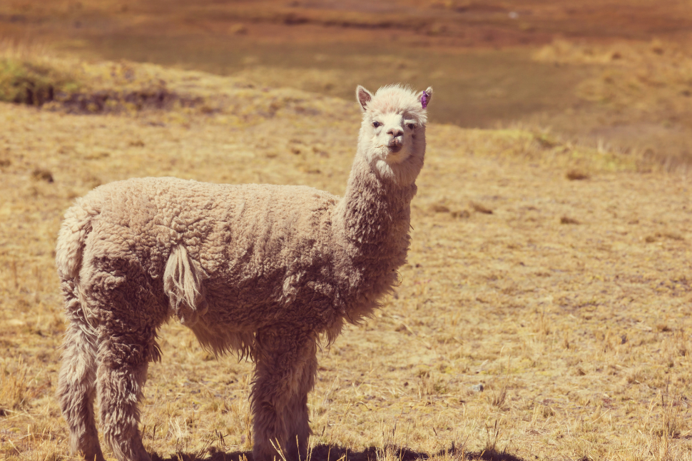 Protective coats hotsell for alpacas