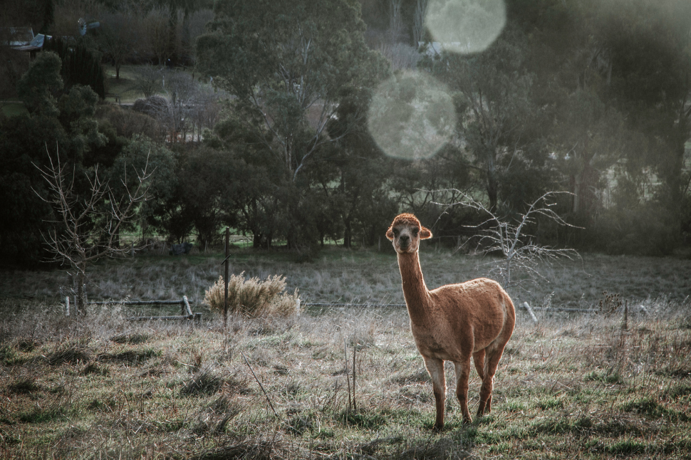 Improving alpaca fleece quality through nutrition