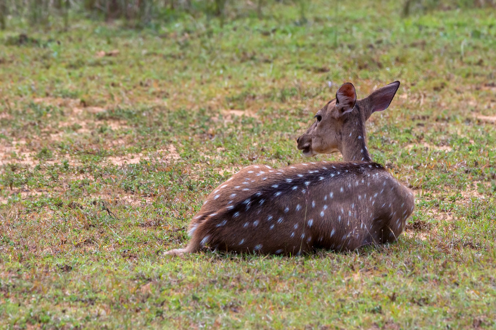 Alarm call by Spotted Deer 