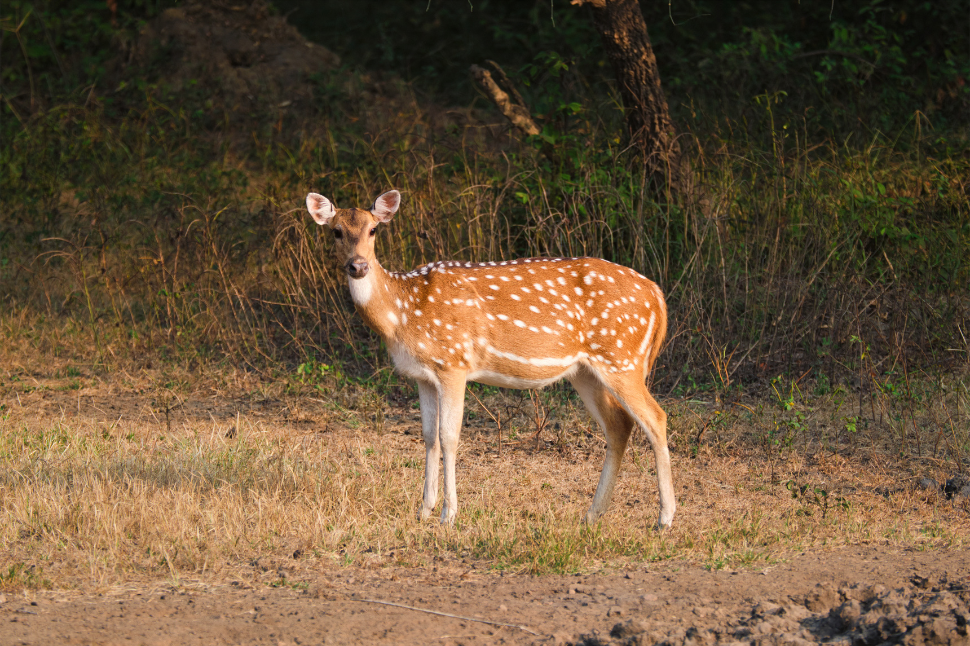 Alarm call by Spotted Deer 