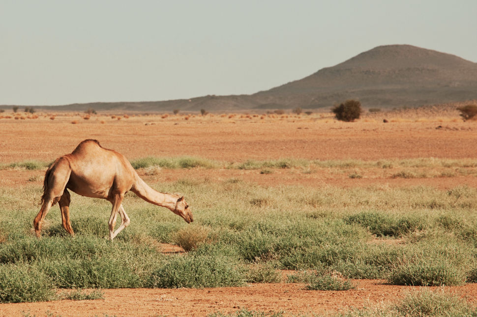 Chemical Immobilization and Sedation in Camels - NexGen Pharmaceuticals