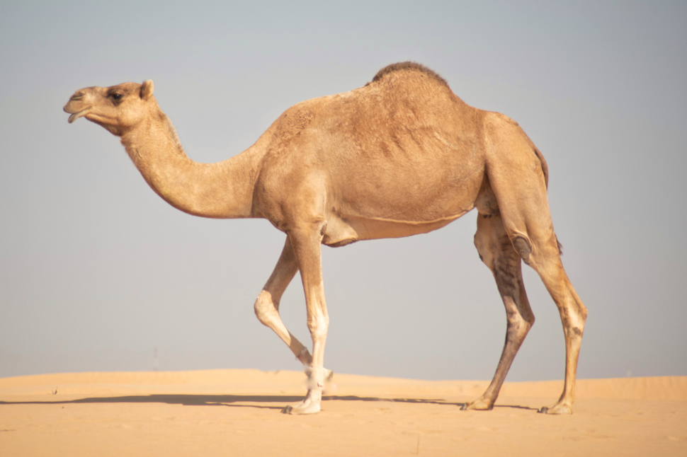 camels in the desert