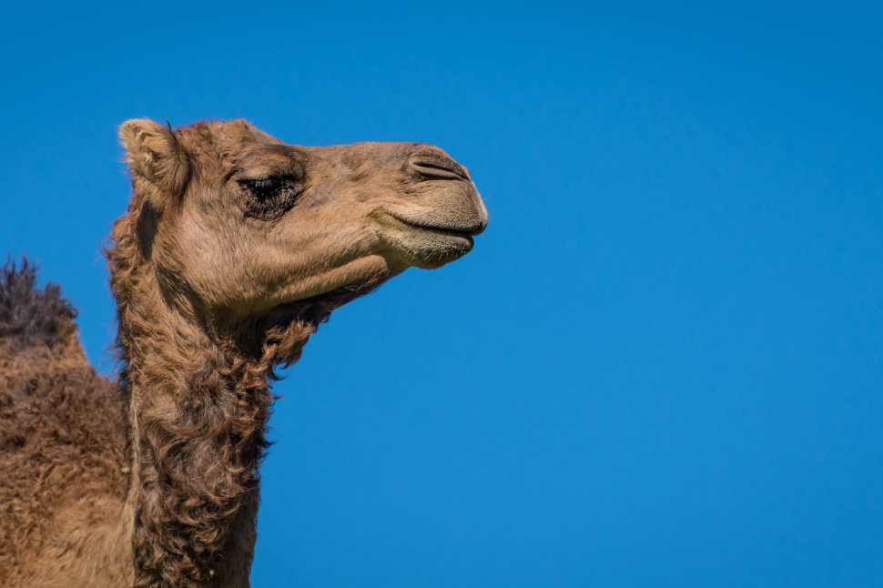 Vomiting in Camels During Capture and Chemical Immobilization - NexGen  Pharmaceuticals