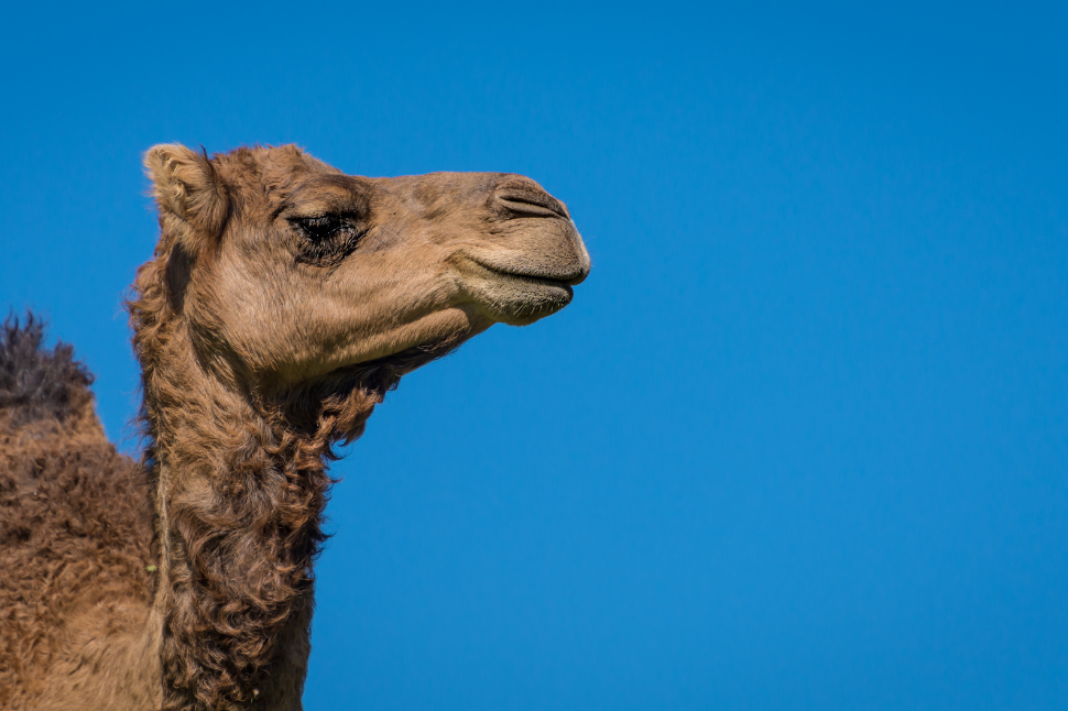 camels face