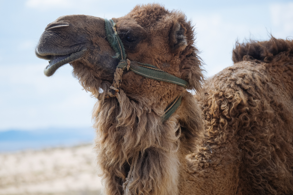 Chemical Immobilization of Camels - NexGen Pharmaceuticals