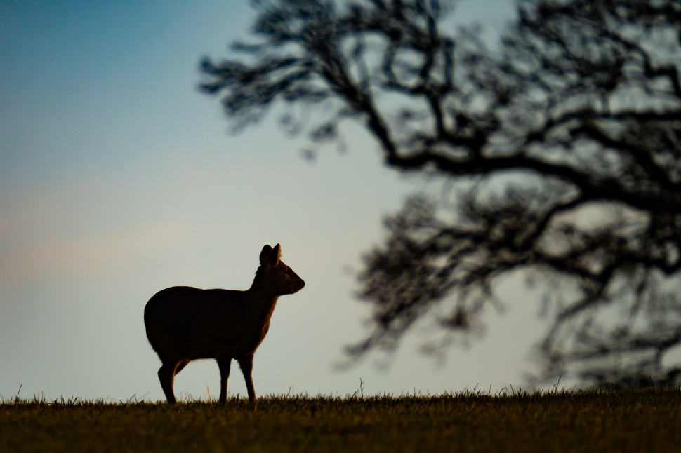 Chinese Water Deer Chemical Immobilization - NexGen Pharmaceuticals