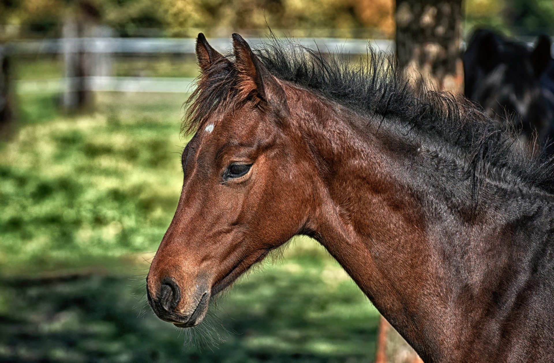 Draw it Out® Horse Health Care Solutions