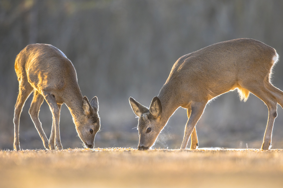 Frostbite in Deer During Capture and Chemical Immobilization NexGen