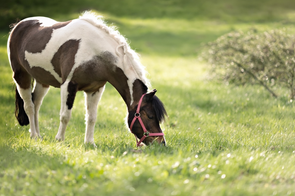 GONE TO BE BRIGHT – Weatherford Equine