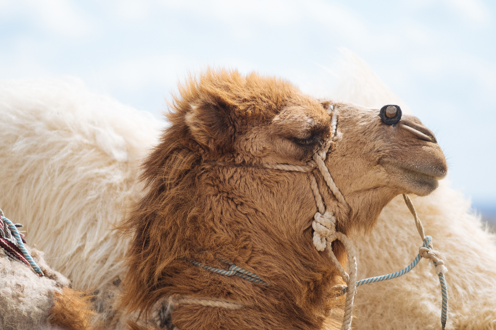 Cardiac Arrest in Dromedary Camels During Capture and Chemical  Immobilization - NexGen Pharmaceuticals