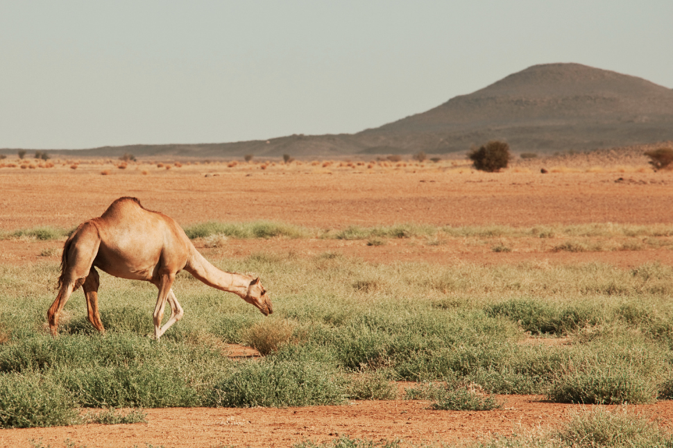 Shock in Dromedary Camels During Capture and Chemical Immobilization