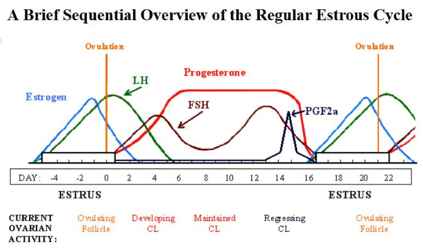 Chemical Ovulation Control in Mares NexGen Pharmaceuticals