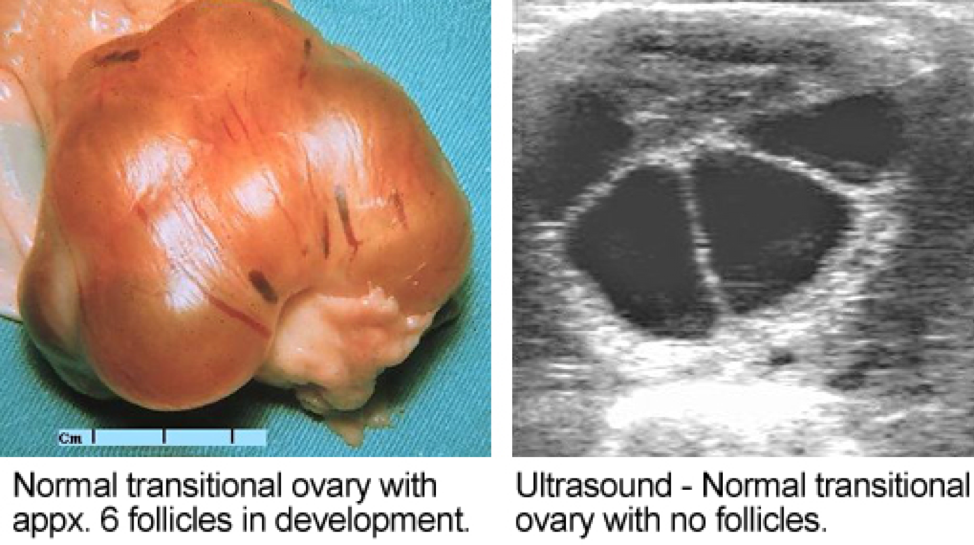 what-size-follicle-do-mares-ovulate-nexgen-pharmaceuticals