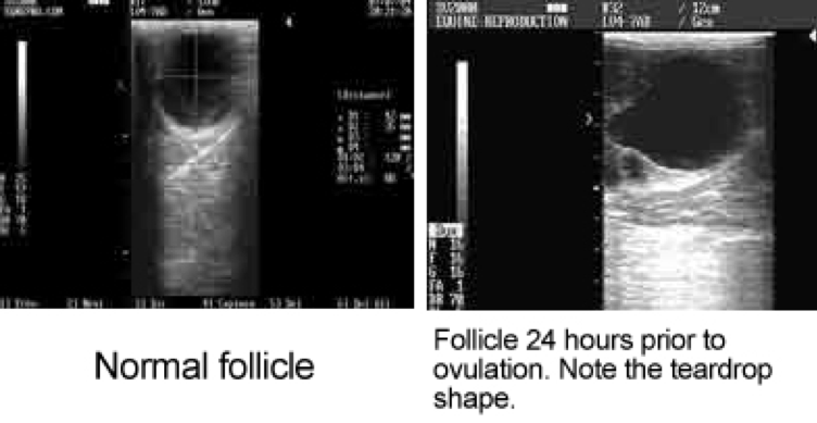 What Size Follicle Do Mares Ovulate Nexgen Pharmaceuticals