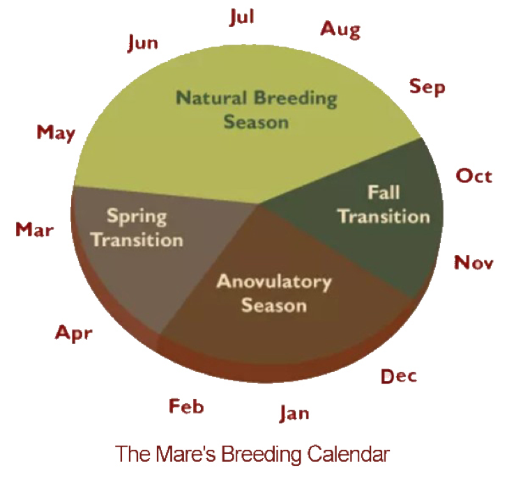 Horse Breeding Calendar - Katie Meaghan