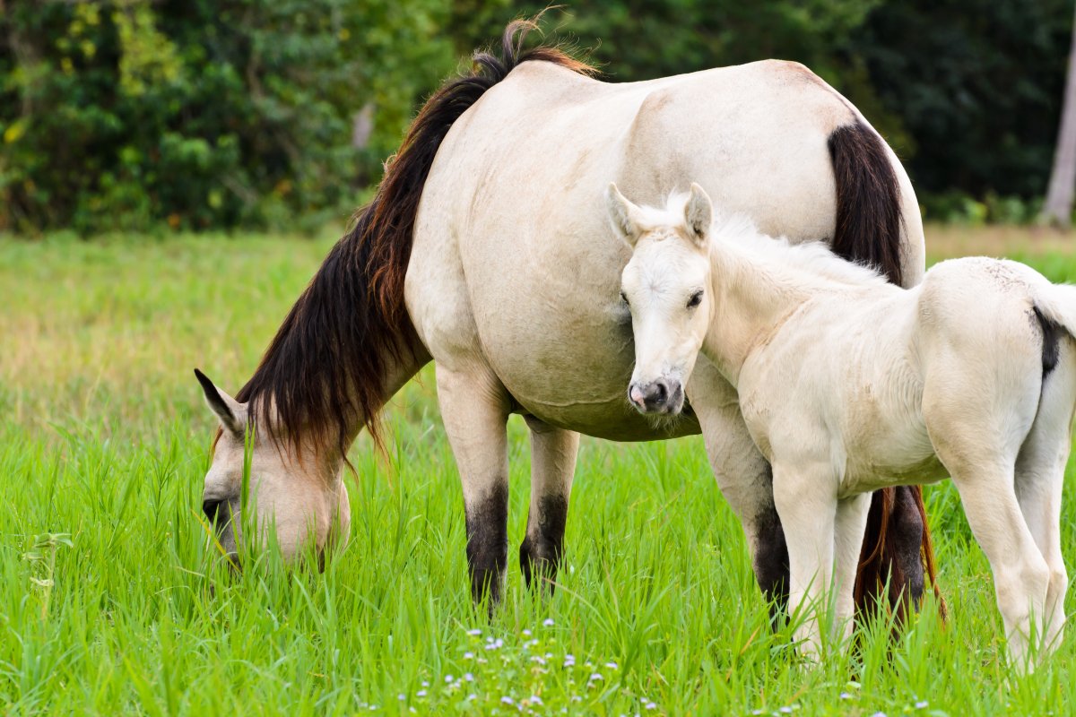 Baby horse cycle on sale