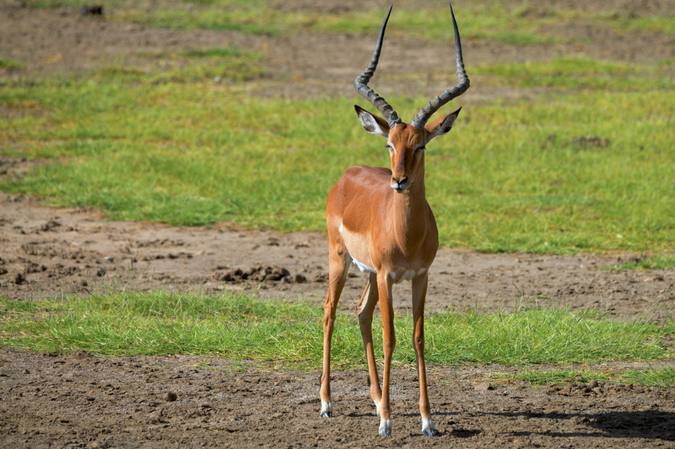 Impala Antelope Vomiting During Capture and Chemical Immobilization -  NexGen Pharmaceuticals
