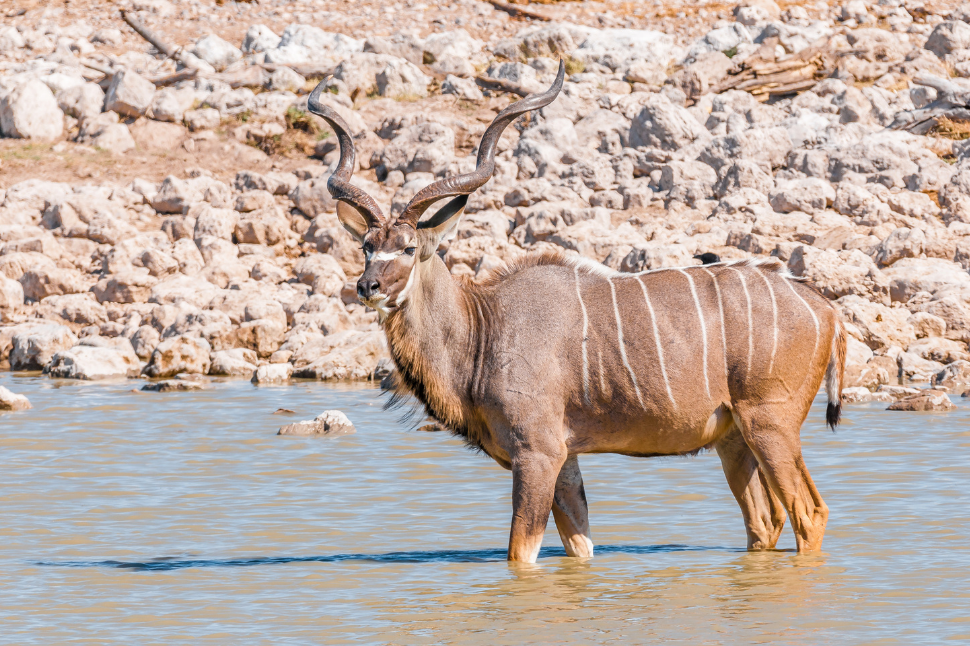 Respiratory Arrest in Deer During Capture and Chemical Immobilization -  NexGen Pharmaceuticals