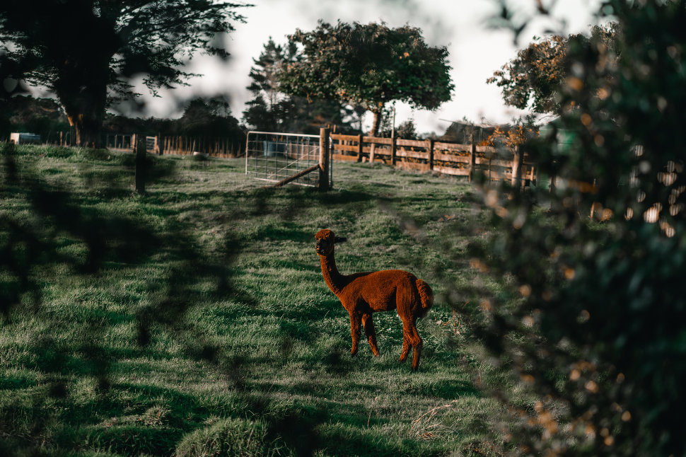 Dehydration in Llamas During Capture and Chemical Immobilization - NexGen  Pharmaceuticals