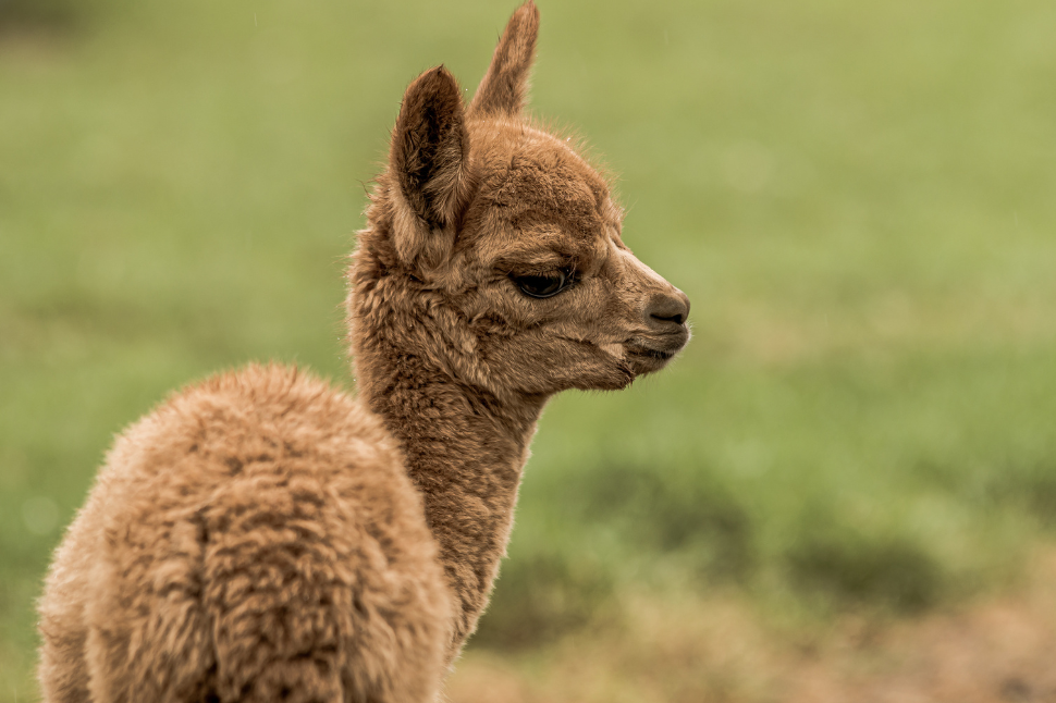 Llama Naturals Case Study