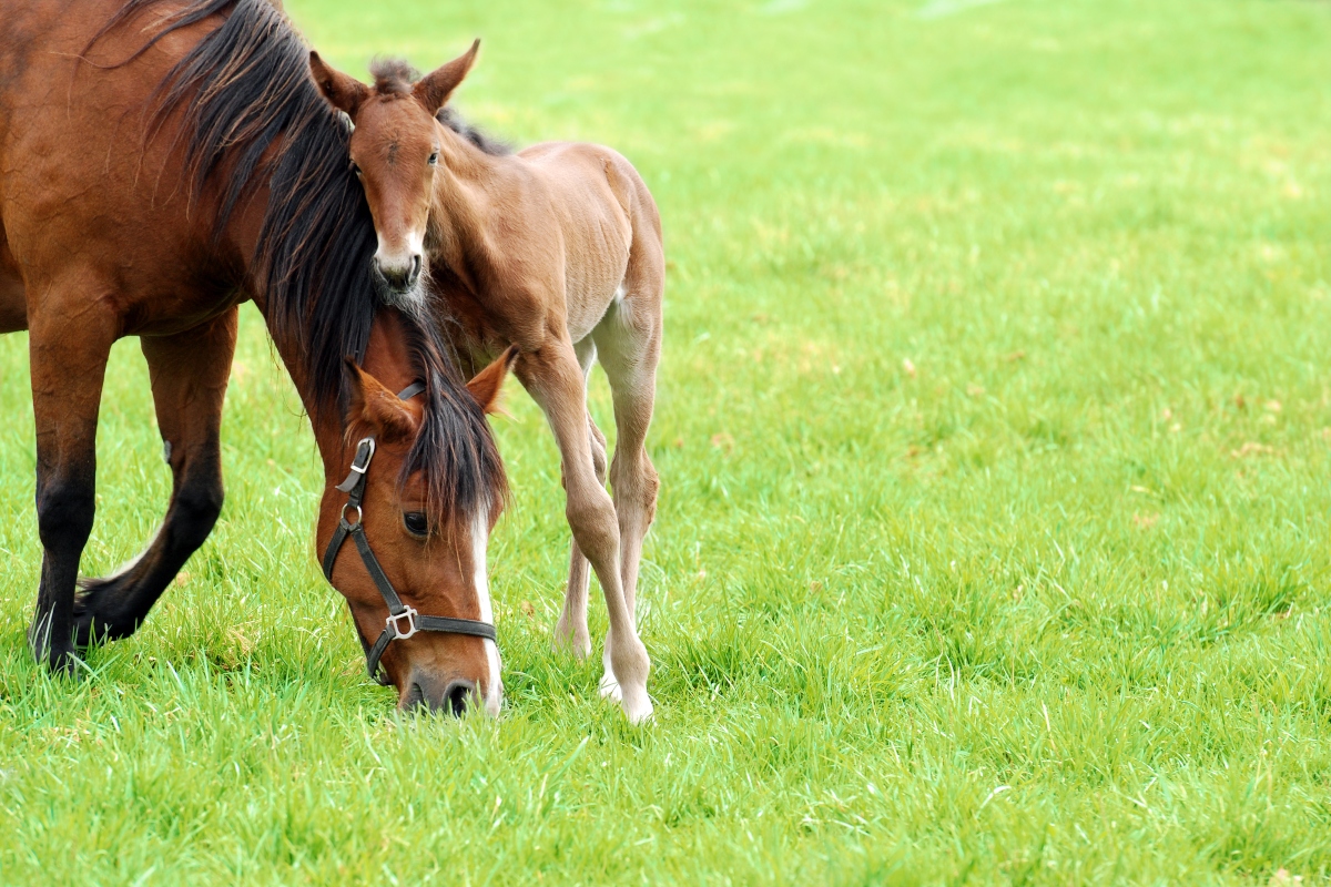 the-length-of-estrus-in-mares-nexgen-pharmaceuticals