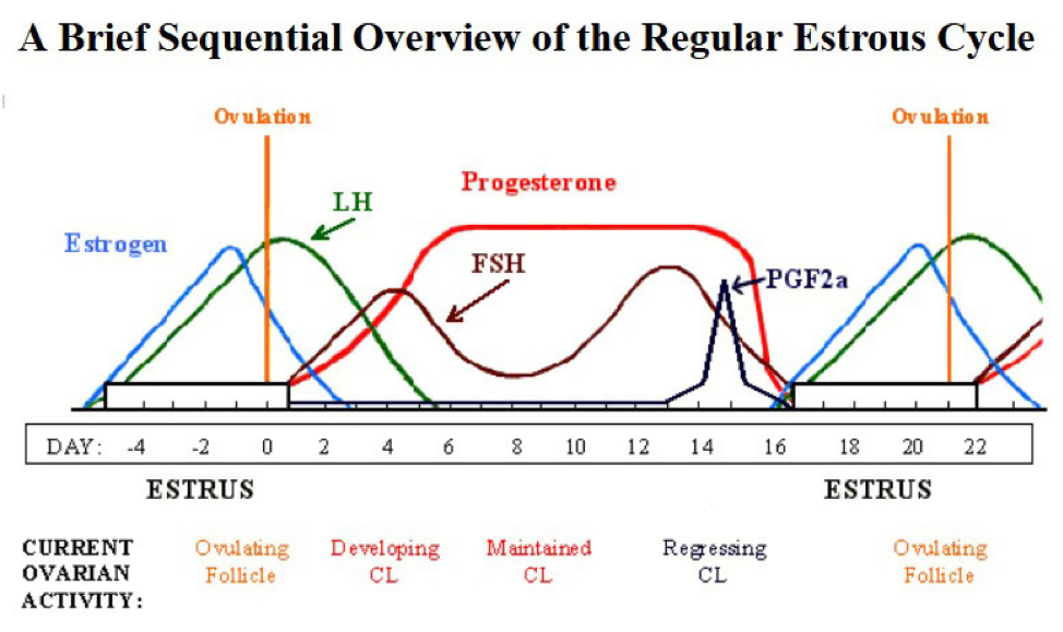 The Length of Estrus in Mares - NexGen Pharmaceuticals