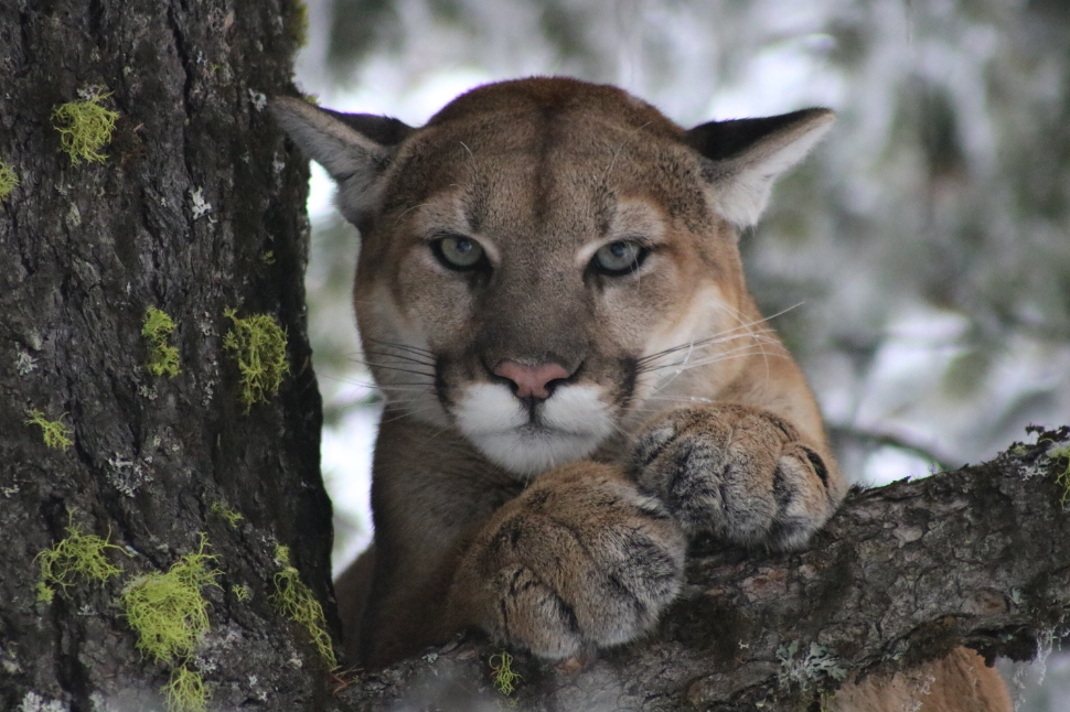 Chemical Immobilization for Mountain Lions - NexGen Pharmaceuticals