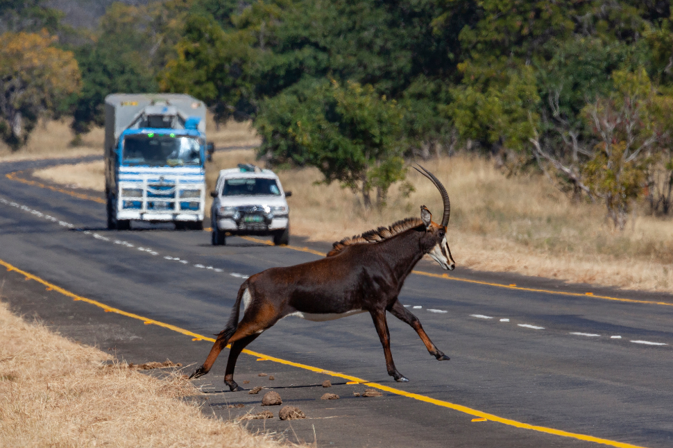 Capture Myopathy in Sable Antelope - NexGen Pharmaceuticals