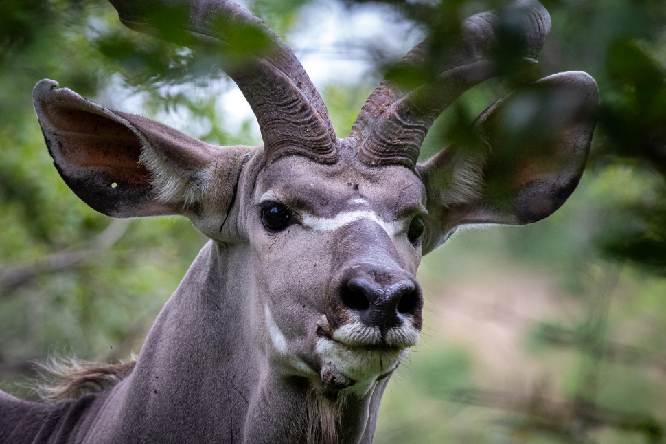 Respiratory Depression in Kudu Antelope During Chemical Immobilization - NexGen  Pharmaceuticals