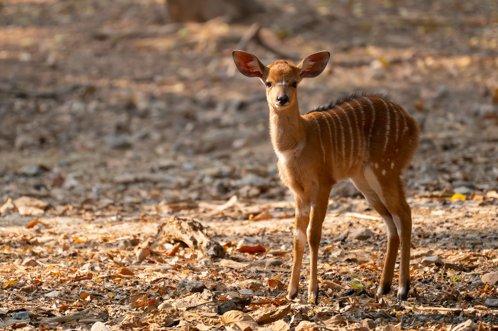 Respiratory Arrest in Deer During Capture and Chemical Immobilization -  NexGen Pharmaceuticals