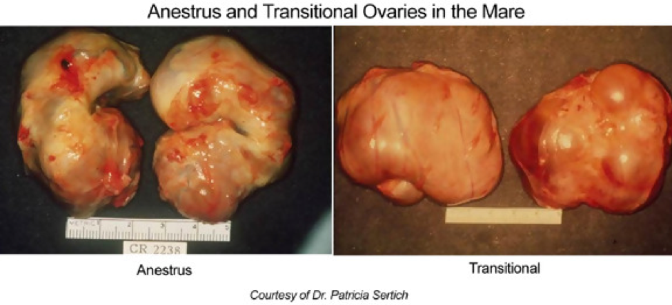 ovulation.png