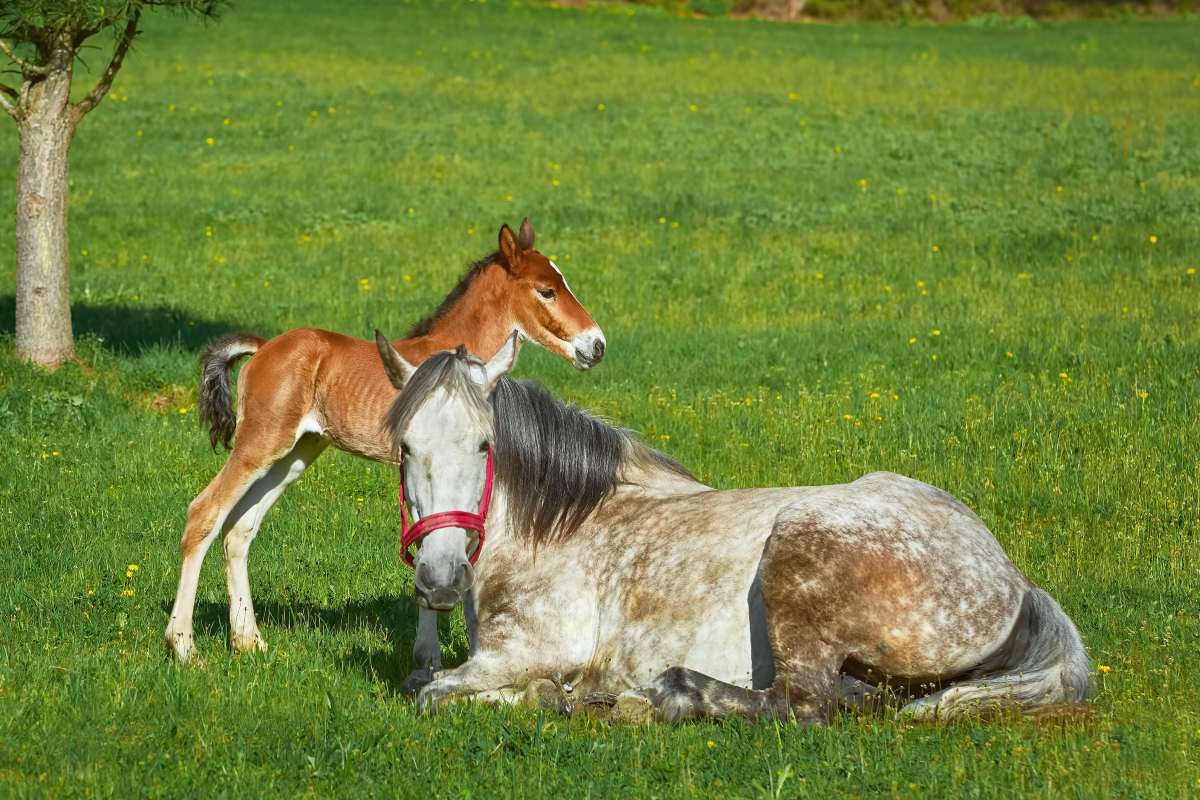 Mare Horse Winking Gic