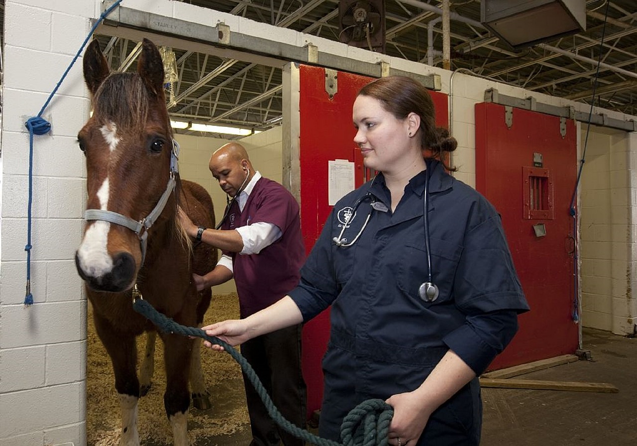 Veterinarian