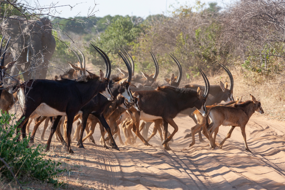 Sable Antelope - Out of Africa Wildlife Park