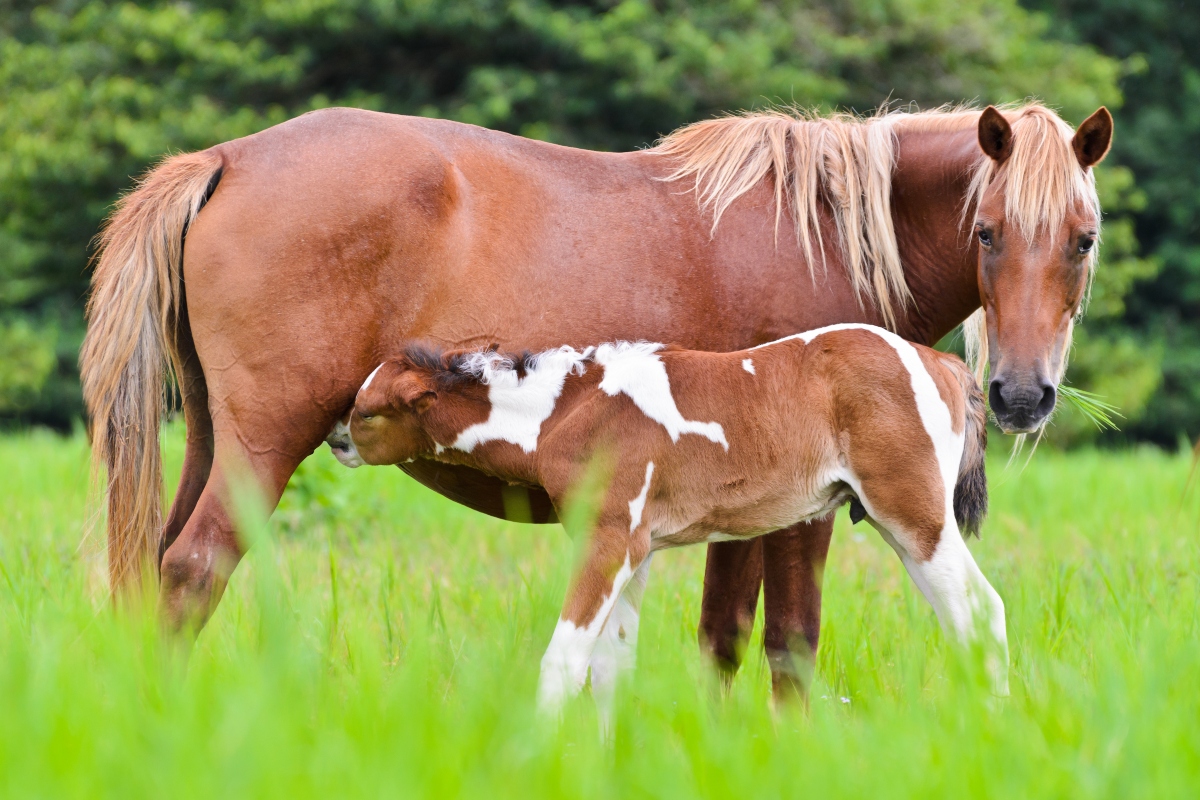 Short Cycling Mares After Foal Heat - NexGen Pharmaceuticals