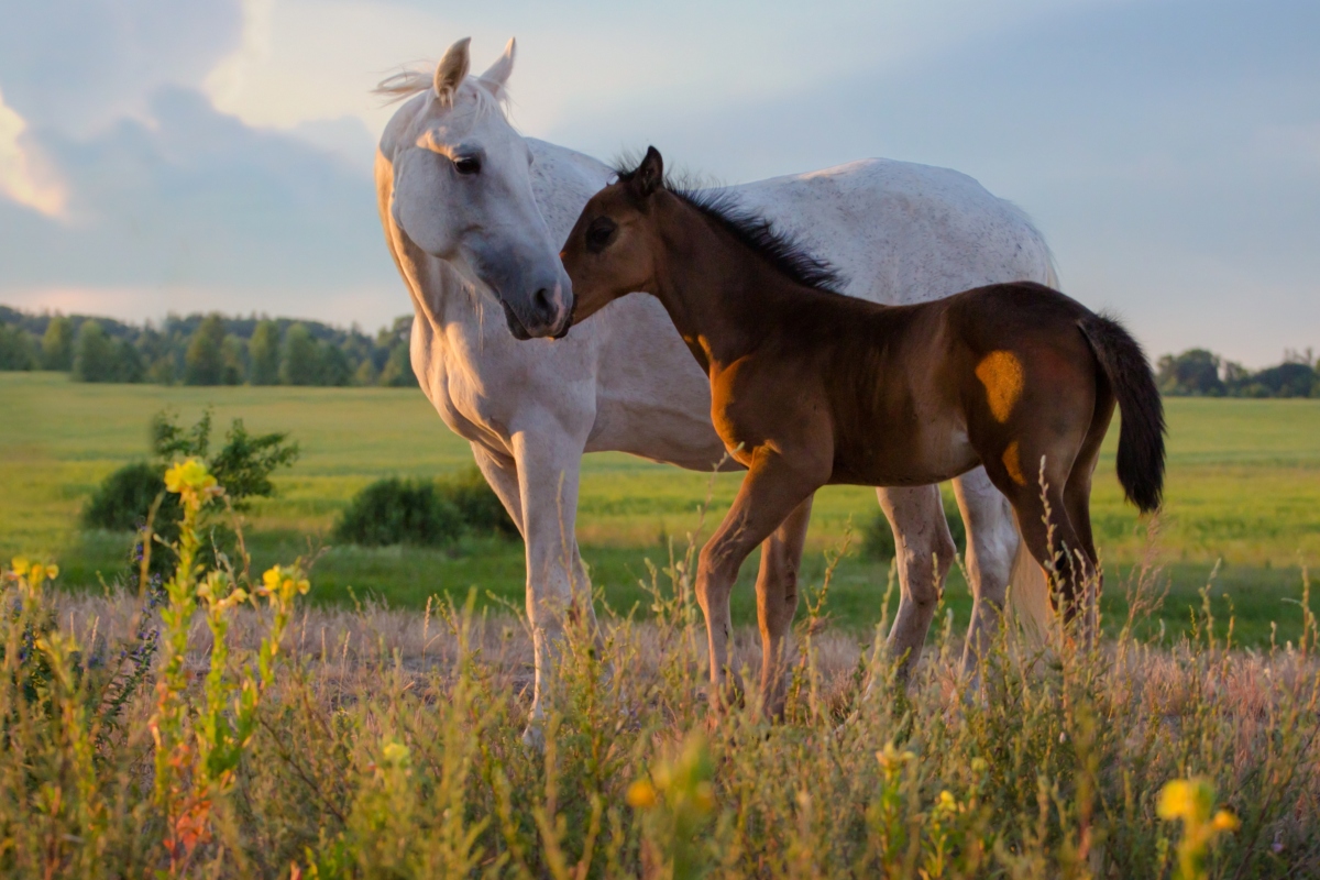 Shortening of the Estrous Period in Mares