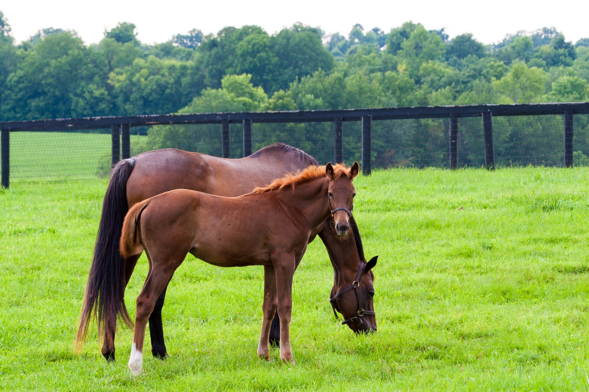 The Use of Gonadotropin Releasing Hormone (GnRH) in Horses