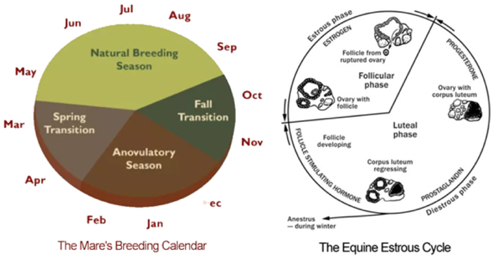 Mare Record Chart