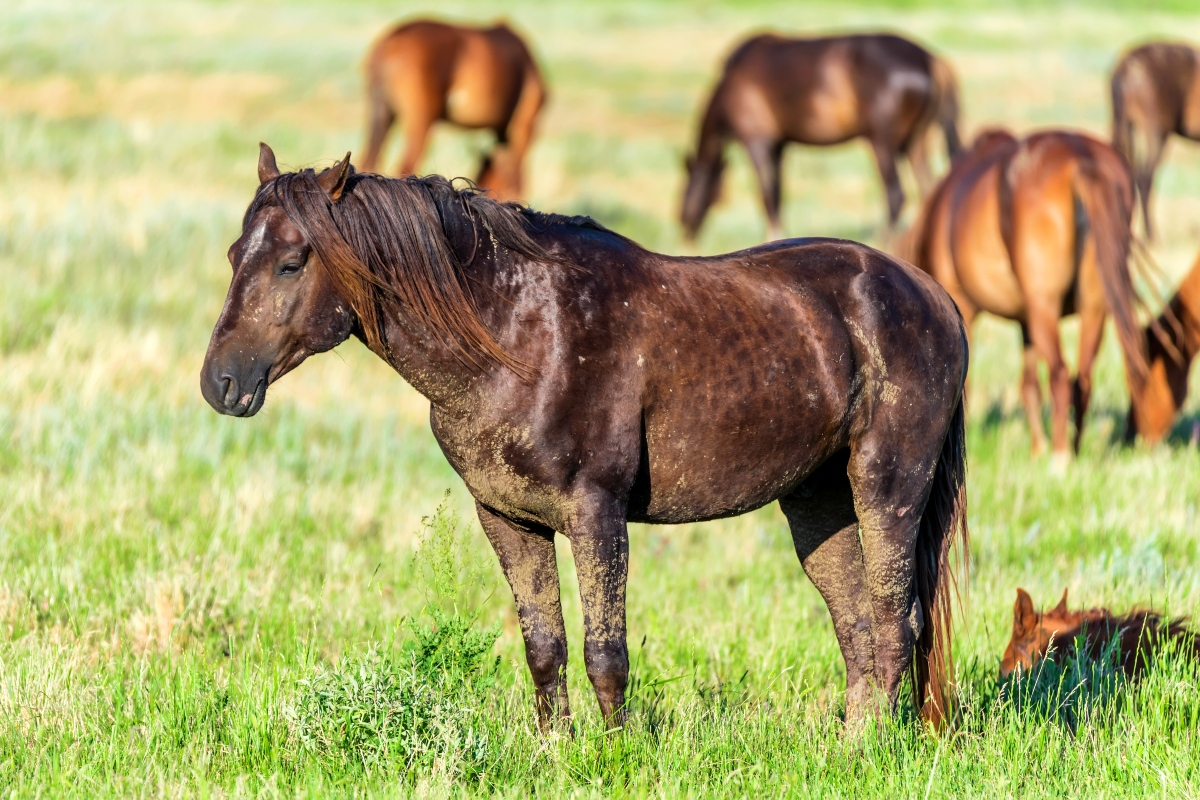 Mare Chart