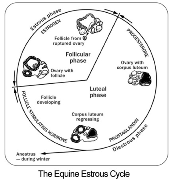 Understanding the Mare's Estrous Cycle Chart NexGen Pharmaceuticals