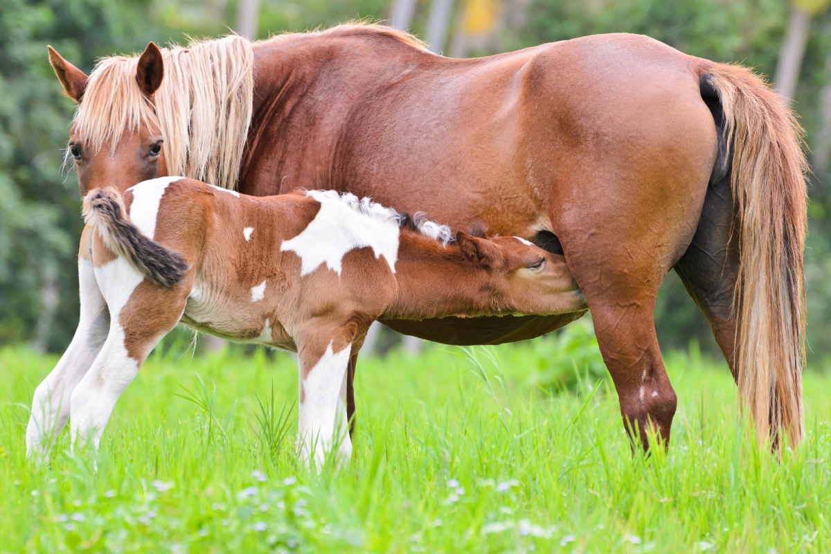 When Is A Mare Too Old To Breed? - NexGen Pharmaceuticals