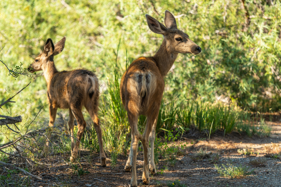 Why Wildlife?