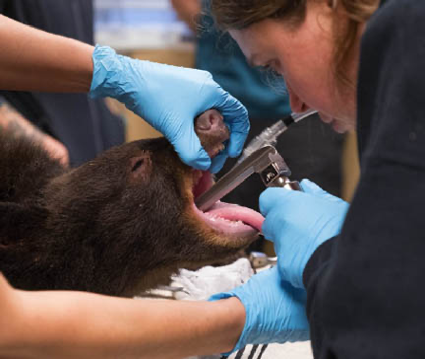 Zoo Animal and Wildlife Immobilization and Anesthesia - NexGen  Pharmaceuticals